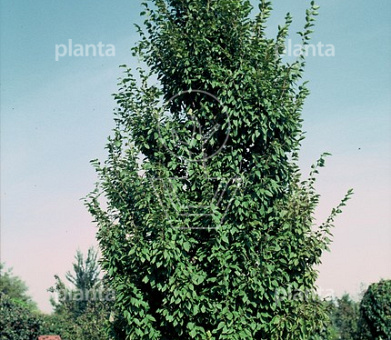 Carpinus betulus 'Frans Fontaine'