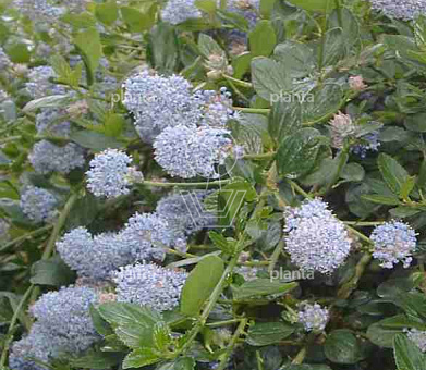 Ceanothus thyrsiflorus repens