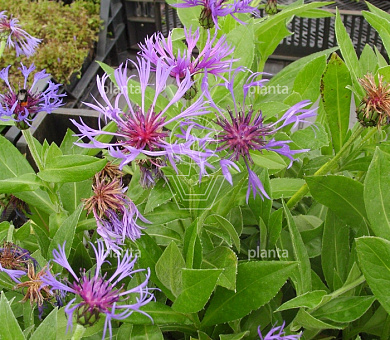 Centaurea montana 'Coerulea'