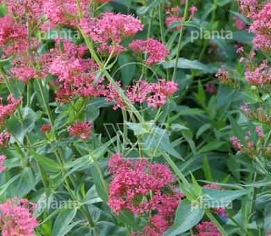 Centranthus ruber 'Coccineus'