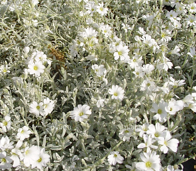 Cerastium tomentosum