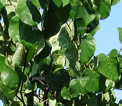 Cercis canadensis