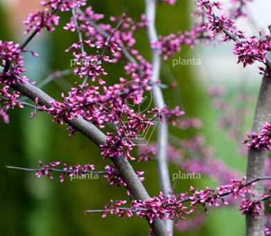 Cercis canadensis 'Forest Pansy'