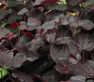 Cercis canadensis 'Merlot'