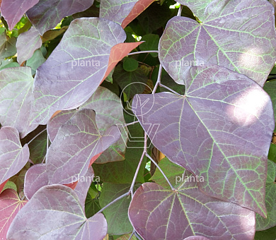 Cercis canadensis 'Ruby Falls'