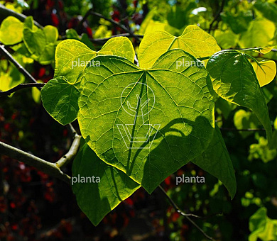 Cercis canadensis 'Texensis Traveler'