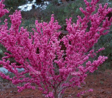 Cercis chinensis 'Avondale'