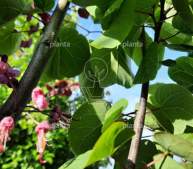 Cercis siliquastrum