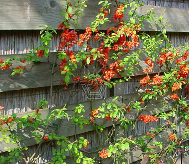 Chaenomeles japonica 'Sargentii'