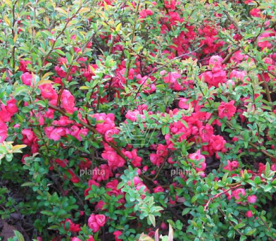 Chaenomeles superba 'Texas Scarlet'