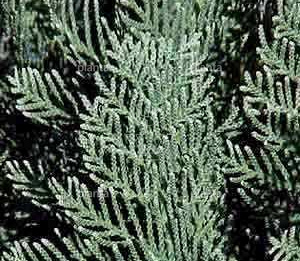 Chamaecyparis lawsoniana 'Columnaris'