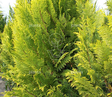 Chamaecyparis lawsoniana 'Ivonne'