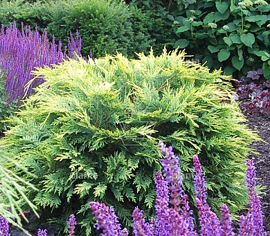 Chamaecyparis lawsoniana 'Sunkist'