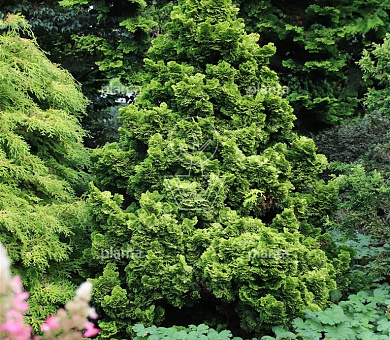 Chamaecyparis obtusa 'Nana Aurea'