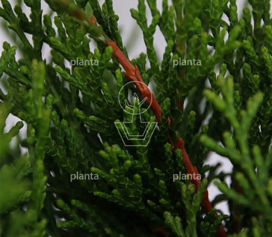 Chamaecyparis obtusa 'Pygmaea'