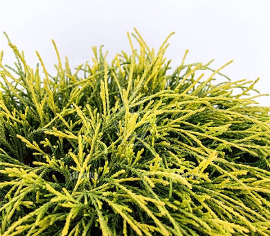 Chamaecyparis pisifera 'Sungold'