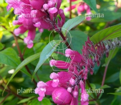 Chelone obliqua