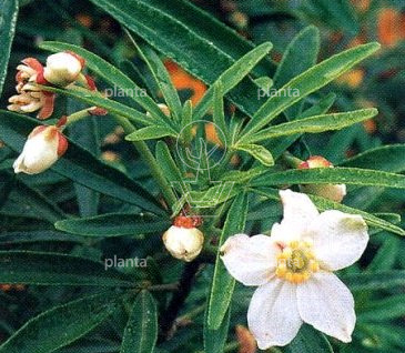 Choisya 'Aztec Pearl'