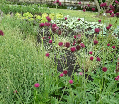 Cirsium rivulare 'Atropurpureum'