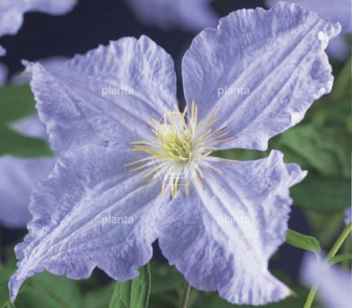 Clematis 'Blue Angel'