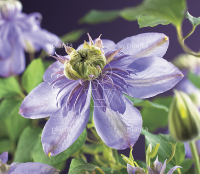 Clematis 'Blue Light'