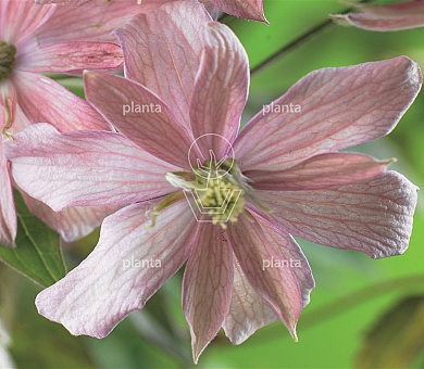 Clematis 'Broughton Star'