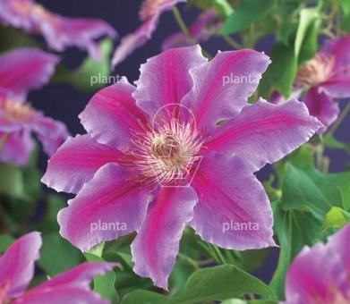 Clematis 'Dr Ruppel'