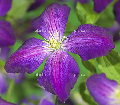 Clematis 'Jackmanii Purpurea'