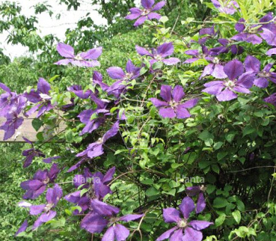 Clematis 'Jackmanii'