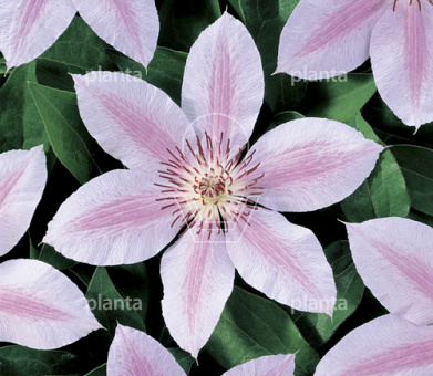 Clematis 'Jan Pawel II'