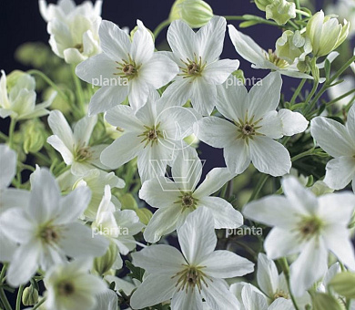 Clematis 'Joe'