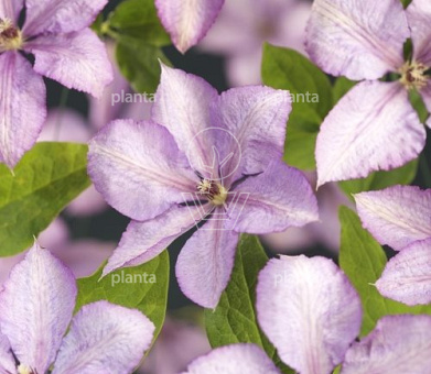 Clematis 'Margaret Hunt'
