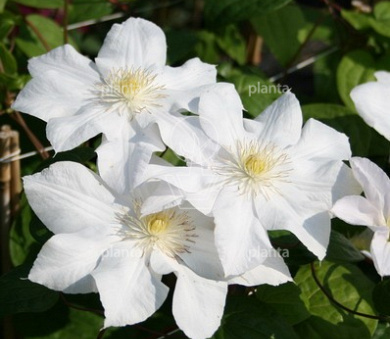 Clematis 'Mevrouw Le Coultre'