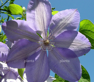 Clematis 'Mrs Cholmondeley'