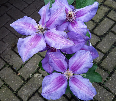 Clematis 'Mrs N. Thompson'