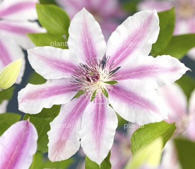 Clematis 'Nelly Moser'