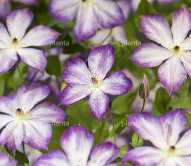 Clematis 'Pernille'