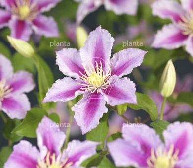 Clematis 'Piilu'