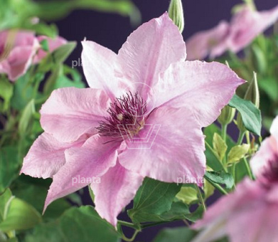 Clematis 'Pink Fantasy'