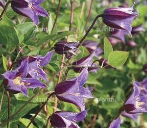 Clematis 'Prince William' PBR