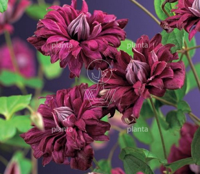 Clematis 'Purpurea Plena Elegans'
