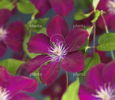 Clematis 'Rouge Cardinal'