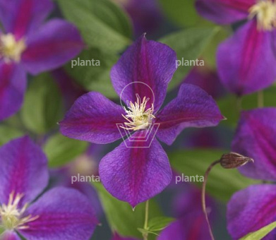 Clematis 'Star of India'