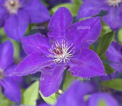 Clematis 'The President'