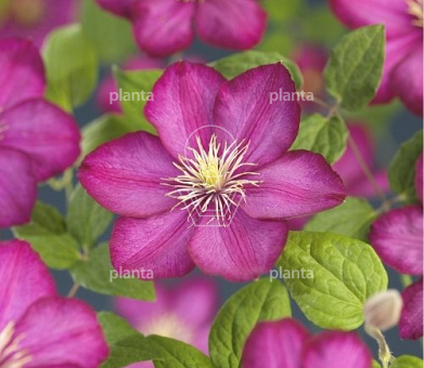 Clematis 'Ville de Lyon'