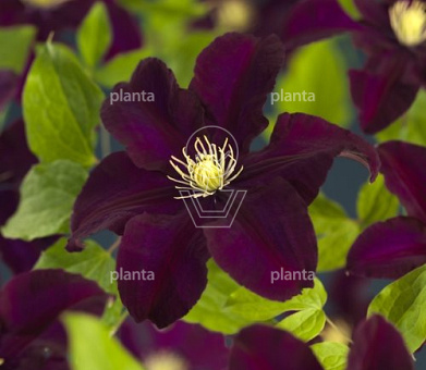 Clematis 'Warszawska Nike'