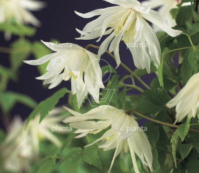 Clematis (A) 'Albina Plena'