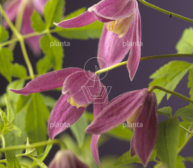 Clematis alpina 'Ruby' 