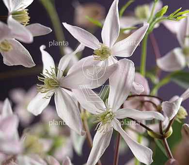 Clematis armandii 'Apple Blossom'