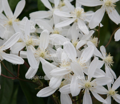 Clematis armandii 'Snowdrift'